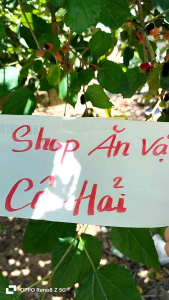 1kg Hạt Đác Rim Dâu Tằm - Dâu Tằm Tuơi Rim Cực Ngon