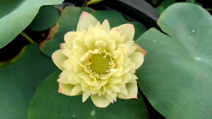 บัวหลวงQin huaiบัวหลวงสายพันธุ์นำเข้าจากเวียดนามกลีบดอกซ้อนฟูปลายชมพู ดอกดกสวยงามมากๆติดเมล็ดได้ ขายสายพันธุ์เป็นแบบไหล เช่นตัวอย่างในรูป  *สายพันธุ์นี้ไหลจะไม่ใหญ่เป็นลักษณะของสายพันธุ์เขา*