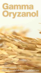 ริ้วรอยซ่า แพค 5 น้ำมันรำข้าว แท้100% แพค 5 กระปูกระปู 60 เม็ด ระดับความไขมันดี ไล่ไขมันเลว ORICEZA RICE BRAN OIL & CO-Q10 (nfinite™)