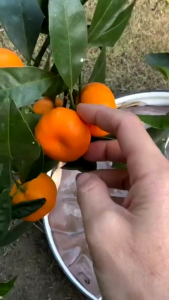 Bibit Jeruk Mandarin🌱 Lebih Manis Dari Pada Jeruk Lain Dengan Kulit Lebih Tipis Mudah Dikupas. Berbicara tentang jeruk berkulit tipis. Jeruk mandarin sering dimakan mentah sebagai buah meja