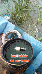 Essen gondomayit   kuning 15ml