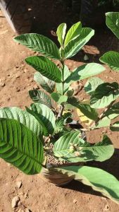 Bibit Jambu getas merah siap genjah BERBUAH