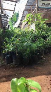 Daun Binahong Hijau Segar 500 gram Basah Fresh Obat Herbal Minahong