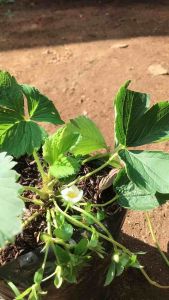 bibit Stroberi pohon strawberry Australia /jumbo
