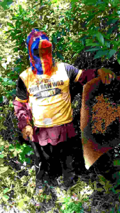 PURE HONEY RAW AND WILD  freshly harvested from the mountains of Banahaw packed with natural enzyymes