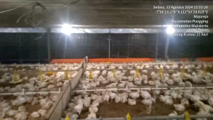 PREMIX BROODING /Suplemen masa brooding/Premix campur pakan/Premix ayam broiler/Premix pakan ayam