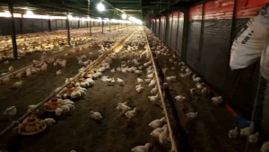 BIO DECOMPOSER (Obat pengering sekam dan pengurai kotoran ternak unggas)Obat penghilang bau amoniax
