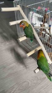 คอนยึดกรงแบบขั้นบันได(wooden perch with screw) สำหรับนก กระรอก ชูก้า ผลิตจากไม้ธรรมชาติ สินค้าไทยฝีมือชาวบ้าน