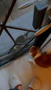 Remov Vitamin Botol Isi 30 Kapsul: Multivitamin Kucing & Anjing