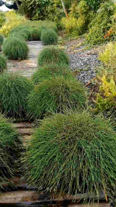 สนออสเตรเลีย กระถาง 11 นิ้ว ต้นสวยและแข็งแรง (กทม)