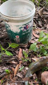 Mồi câu cá Lăng siêu nhạy - 500g- chuyên dùng câu cá lăng- không ủ A Quỳ an toàn cho sức khoẻ