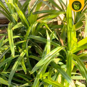 5 Pieces Fresh Pandan Leaves