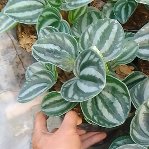 Tanaman hias peperomia - Peperomia belimbing - Tanaman sudut ruangan