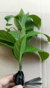 bibit keras tulang siap tanam bibit daun kerastulang 2 bibit