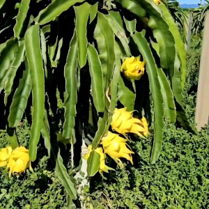 (KEMASAN PREMIUM) BIJI/BENIH BUAH NAGA KUNING IMPORT (isi -+40 butir)