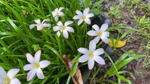 ฃ.บัวดิน Bubble สีชมพูขาวหวานๆ 3 หัว 10 บาท