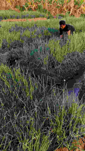 BAWANG MERAH BREBES SUPER 1KG PARIETAS BIMA CURUT UKURAN BESAR SEDANG BAWANG BERKUALITAS HASIL PANEN SENDIRI