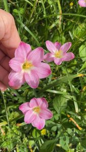 ถ.หัวดอกบัวดิน Pt.K.Rarai หัวละ 15 บาท