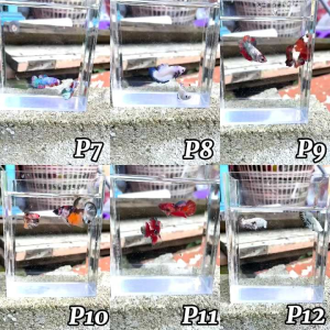 RBG ( ⭐ SPECIAL PAIR ⭐ ) IKAN LAGA BETTA FISH MALE & FEMALE/ PAIR JANTAN & BETINA SEPASANG SHOWGRADE TOPGRADE HIGHGRADE SELECTION PICK READYSTOCK LIMITED STOCK INCLUDING FOAMBOX