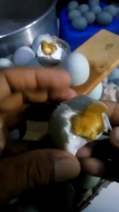 JUAL TELUR ASIN KAYA NUTRISI