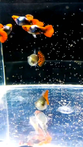 DUMBO KOI SB