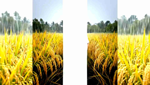 BỘ 3 CHO LÚA SAU KHI TRỔ - Sản phẩm của công ty Kato Japan (Lem Lép Hạt Vô gạo Cứng cây)