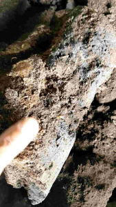 เครื่องมือกากกาแฟหมักมูลสัตว์และรำข้าว อาหารให้เพียงพอ