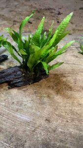 kadaka media kayu rentek sudah tenggelam