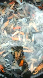 Paket lobster merah aquascape 100 ekor 50 ekor dan 10 ekor - Lobster hias aquarium - hiasan aquarium