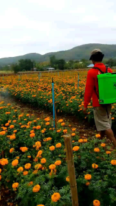 พองพอง อาหารสำหรับพืชช่วยขยายขนาดดอก ผล สีและสุกเร็ว
