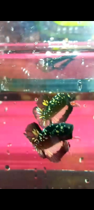 Avatar Goku: Produk E-commerce Untuk Penggemar Anime