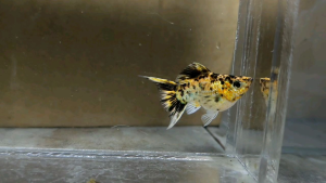 Pikachu Lyretail Balloon Molly Fish(Female) 短身气球茉莉鱼(母)❗️(Not random fish)❗️Fish same as order❗️36