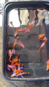 Albino Pink Dumbo Ribbon and Non Ribbon Guppy (Clear Tank Sales)