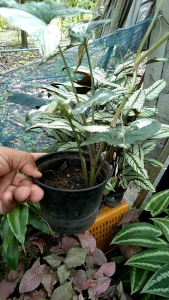 เงินไหลมาด่างขาวเปนไม้มงคลแบบเลื้อยจัดส่งแบบกะถาง4