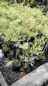 หูกระจงแคระด่าง  ชื่อวิทยาศาสตร์: Terminalia fatraea (Poir.) DC.  ชื่อสามัญ: –  ชื่ออื่น: หูกวางแคระ แผร่บารมี  วงศ์: COMBRETACEAE  ลักษณะทางพฤกษศาสตร์   ต้น ไม้ยืนต้น ผลัดใบ สูงประมาณ 3 เมตร ทรงพุ่มโปร่ง ผิวค่อนข้างเรียบมีรอยแตกเล็กน้อย  ใบ ใบเดี่ยว เรีย