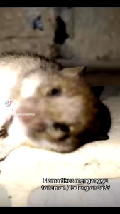 LIBAS 1 LITER - BELI 5 GRATIS 1 Pestisida Insektisida Pembasmi Hama Tanaman Racun Tikus Belalang Ulat Burung Tanaman Sehat Subur