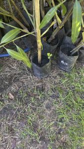 ต้นมะม่วงเขียวเสวยแบบทาบกิ่ง