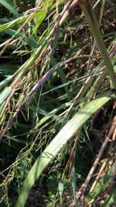 Bunga Sereh Langka atau Kembang Sere atau Bunga Serai Alami