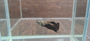 BLACK SAMURAI MALE PLAKAT BETTA FISH ORIGINAL THAILAND BETTA FISH READY TO BREED BUY NOW GET OFFER