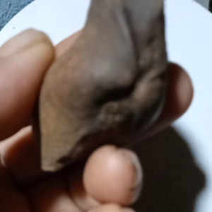 Fosil Kerang Air Tawar: Sebuah Penemuan Alam yang Menakjubkan