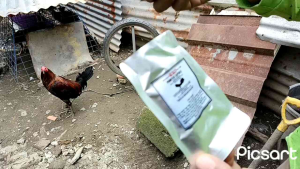 pointer capsule for pointing conditioning for gamefowl super effective