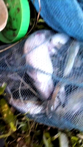 UMPAN KUCUR ALFISYAH UMPAN PALIT MANCING IKAN BAUNG SATU TOPLES SOSIS PENUH