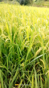 Jual Benih Padi Beras Putih Jenis Gogo Berkualitas Tinggi 1 Kg Super Unggul