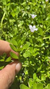 ⚠️MINDANAO only⚠️BACOPA variety Aquatic stem plants