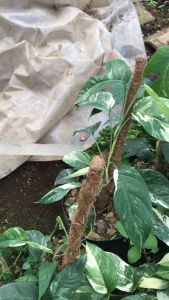 Tanaman hias epipremnum variegata | monstera | redy stok