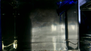 Wild betta 2 ekor Ikan smaraqdina hybrid reject (ekor pecah/koyak )Random pick