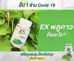 (3 แถม 3) EXพลูคราว พลูคาวสกัด เสริมสร้างภูมิคุ้มกัน ต้านไวรัสและแบคทีเรีย 1 กระปุก 30 แคปซูล