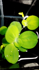 Guppy Plants aquarium decoration for Tiger Mosaic (1M+1F)(1M+2F)- 100% Quality - Freebie