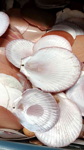kerang kipas - kerang simping - cangkang kerang ecer - cangkang kerang simping 1 kg - bahan kerajinan