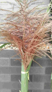 Bunga Langka Kembang Tebu Wulung Hitam Asli